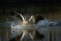 Landung einer Nilgans