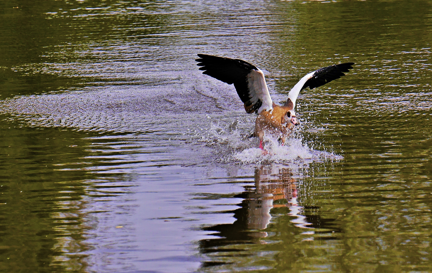 Landung einer Nilgans