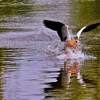 Landung einer Nilgans