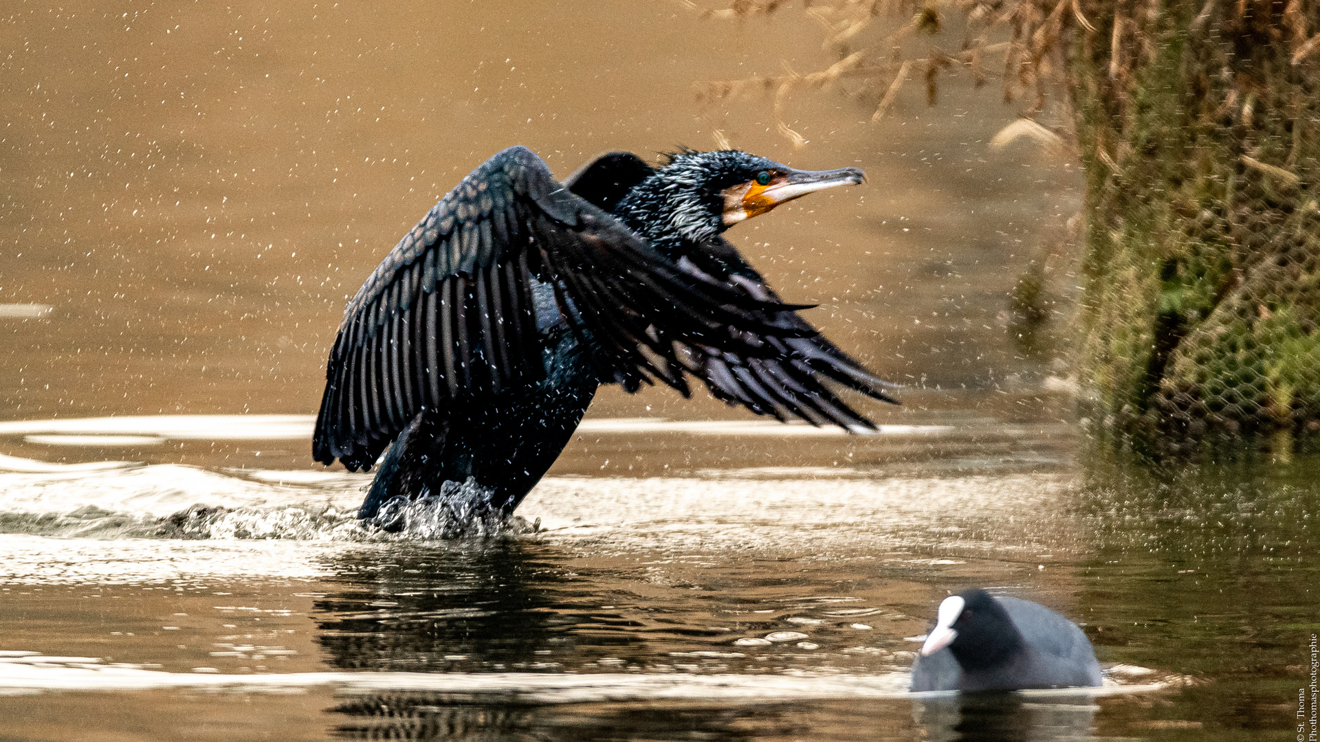 Landung eines Kormoran