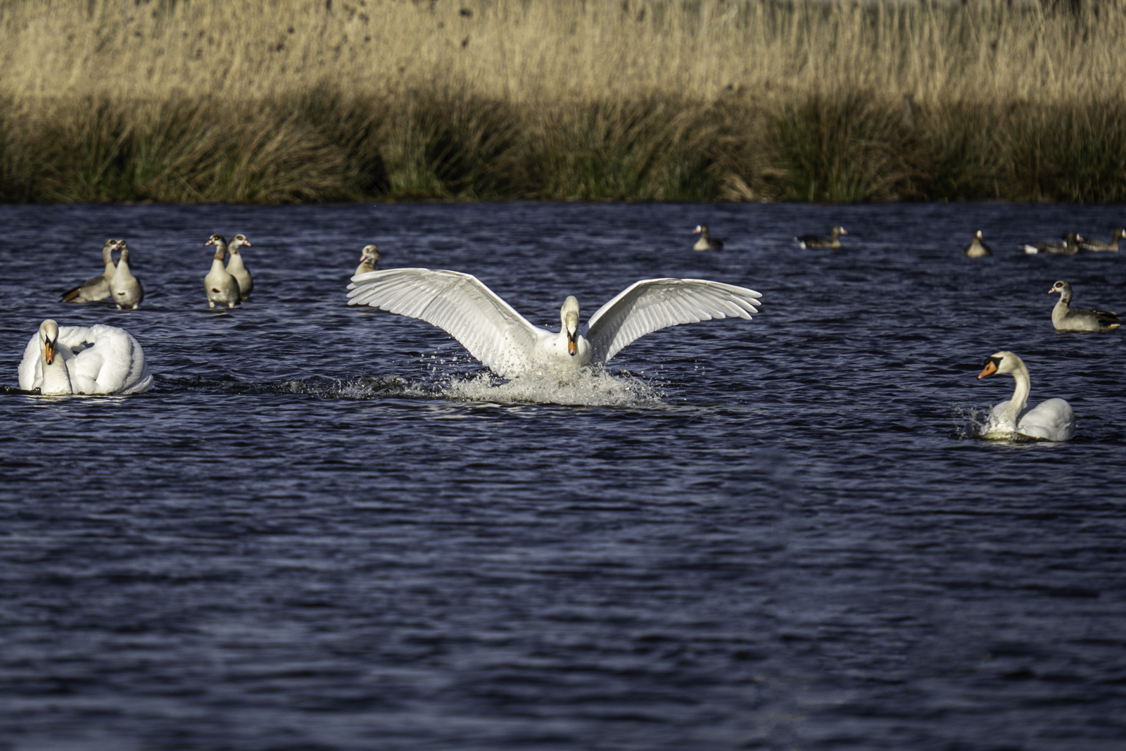 Landung, Höckerschwan JK