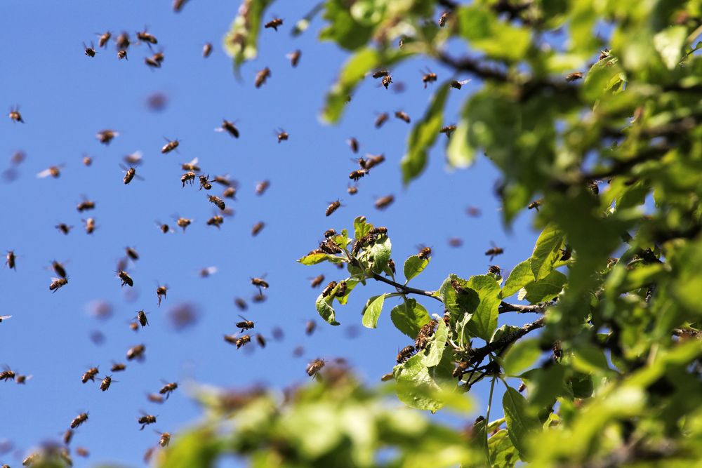 Landung im Apfelbaum