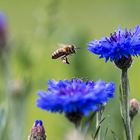 Landung im blauen Paradies