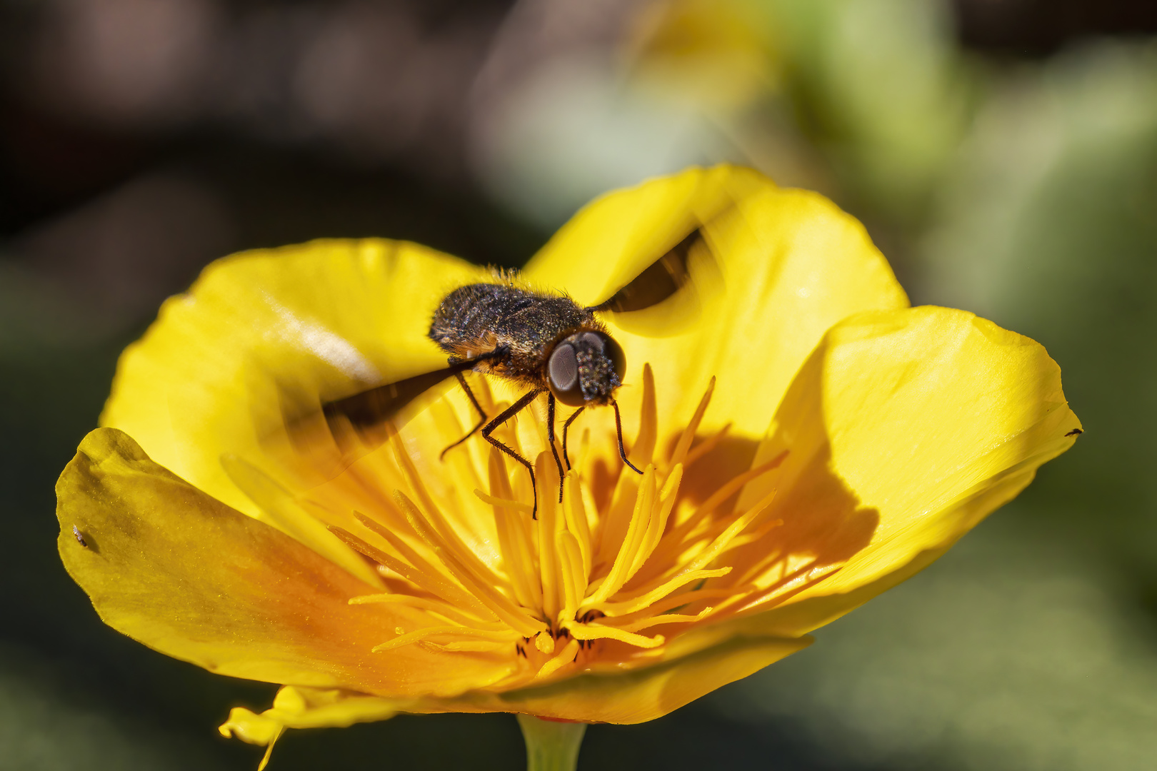 Landung im gelben Mohn