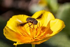 Landung im gelben Mohn