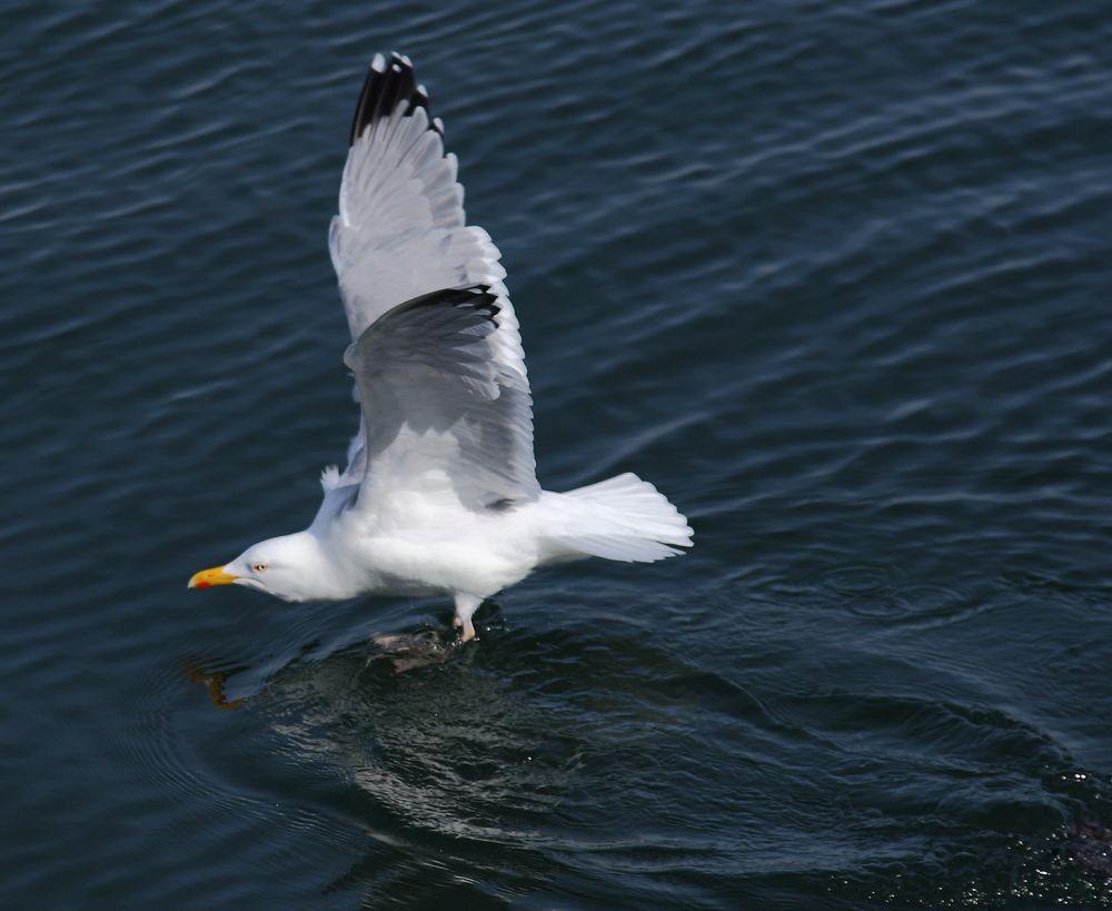 Landung im Helgoländer Hafen