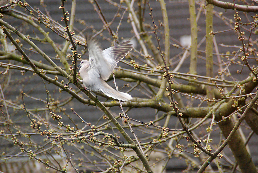 Landung im Kirschbaum