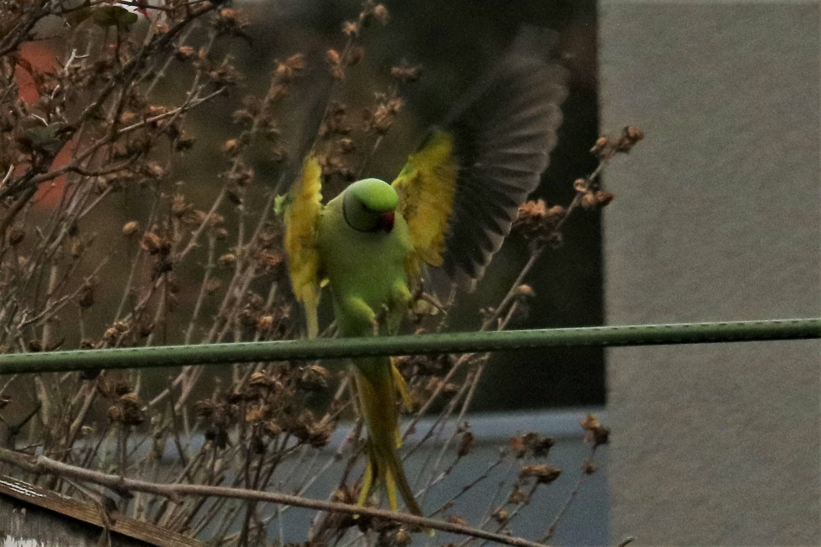 Landung im Foto & Bild tiere, wildlife, wild lebende