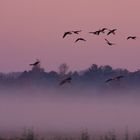 Landung im Nebel