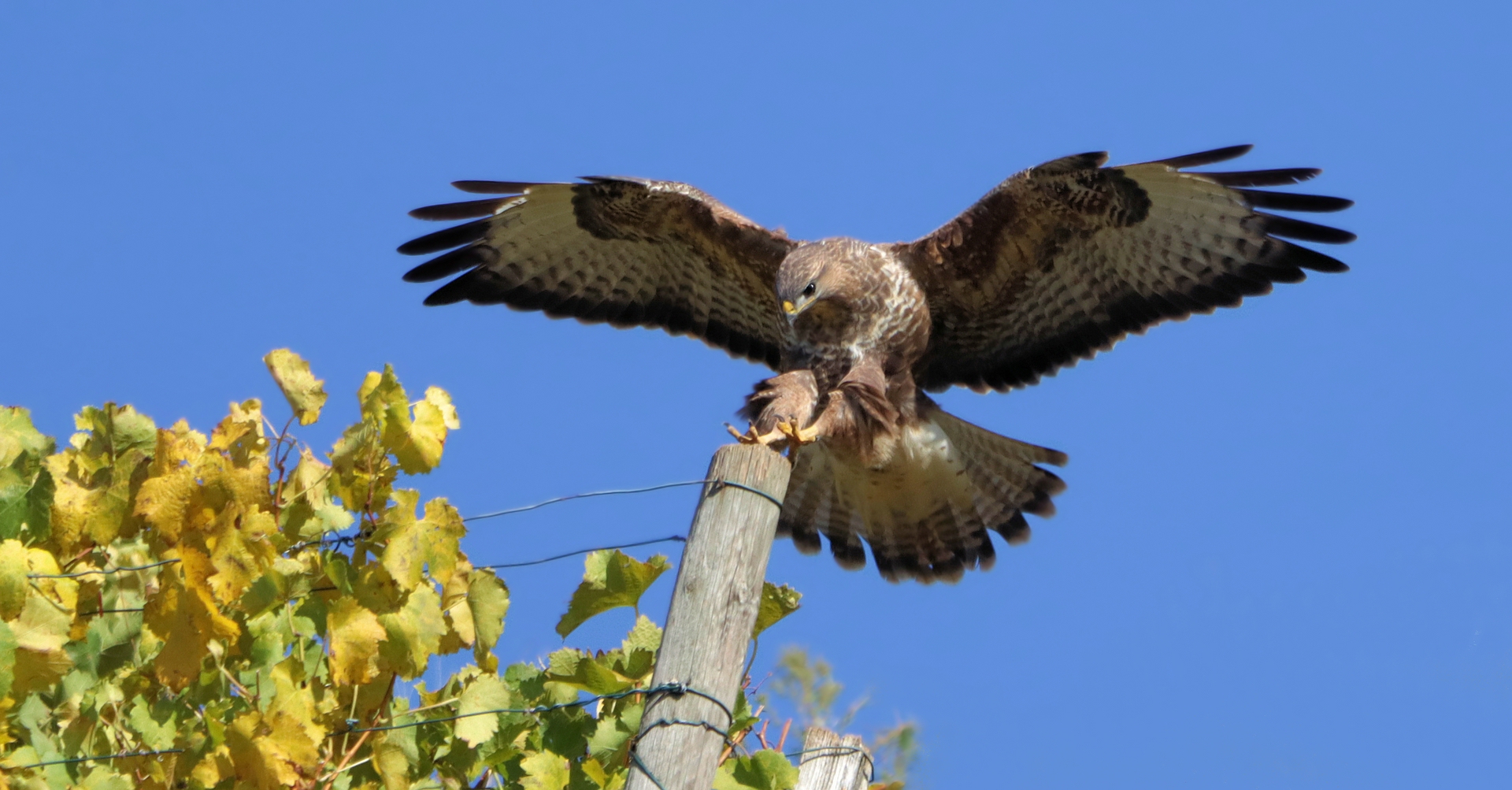 LANDUNG IM WEINBERG