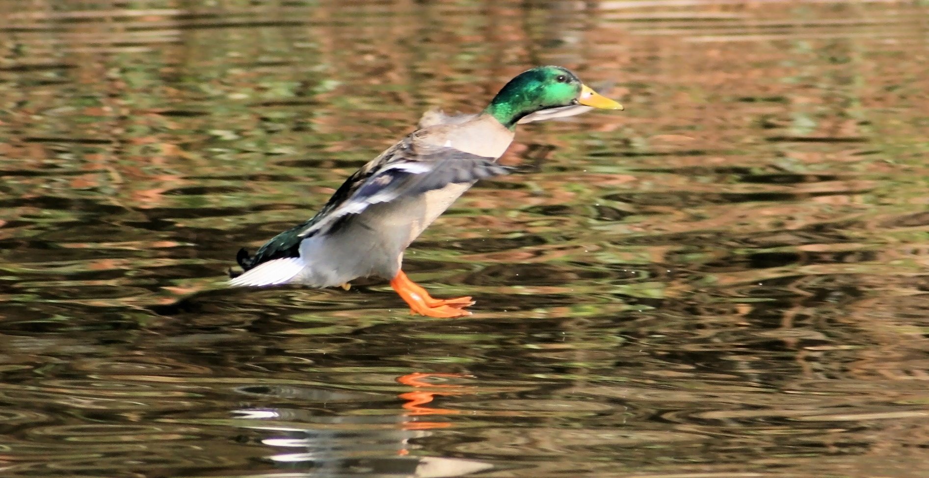 Landung in den Frühling