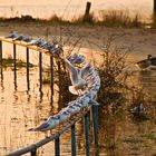 Landung in der herbstlichen Abendsonne