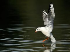 Landung mit dem Bremsfallschirm