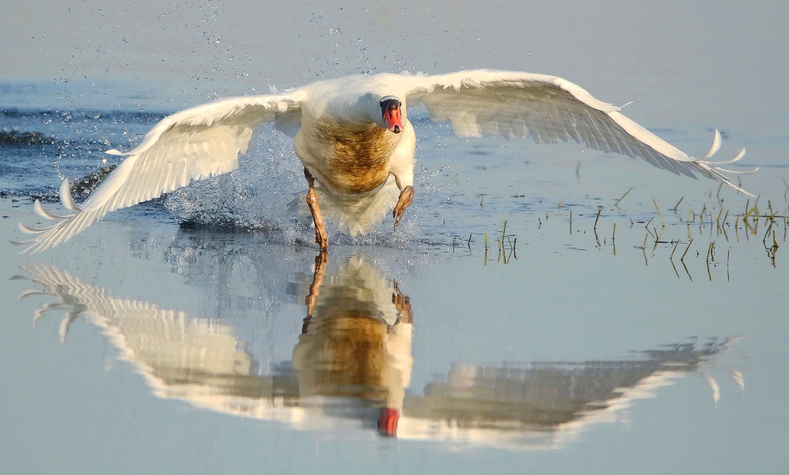 Landung mit Spiegelung