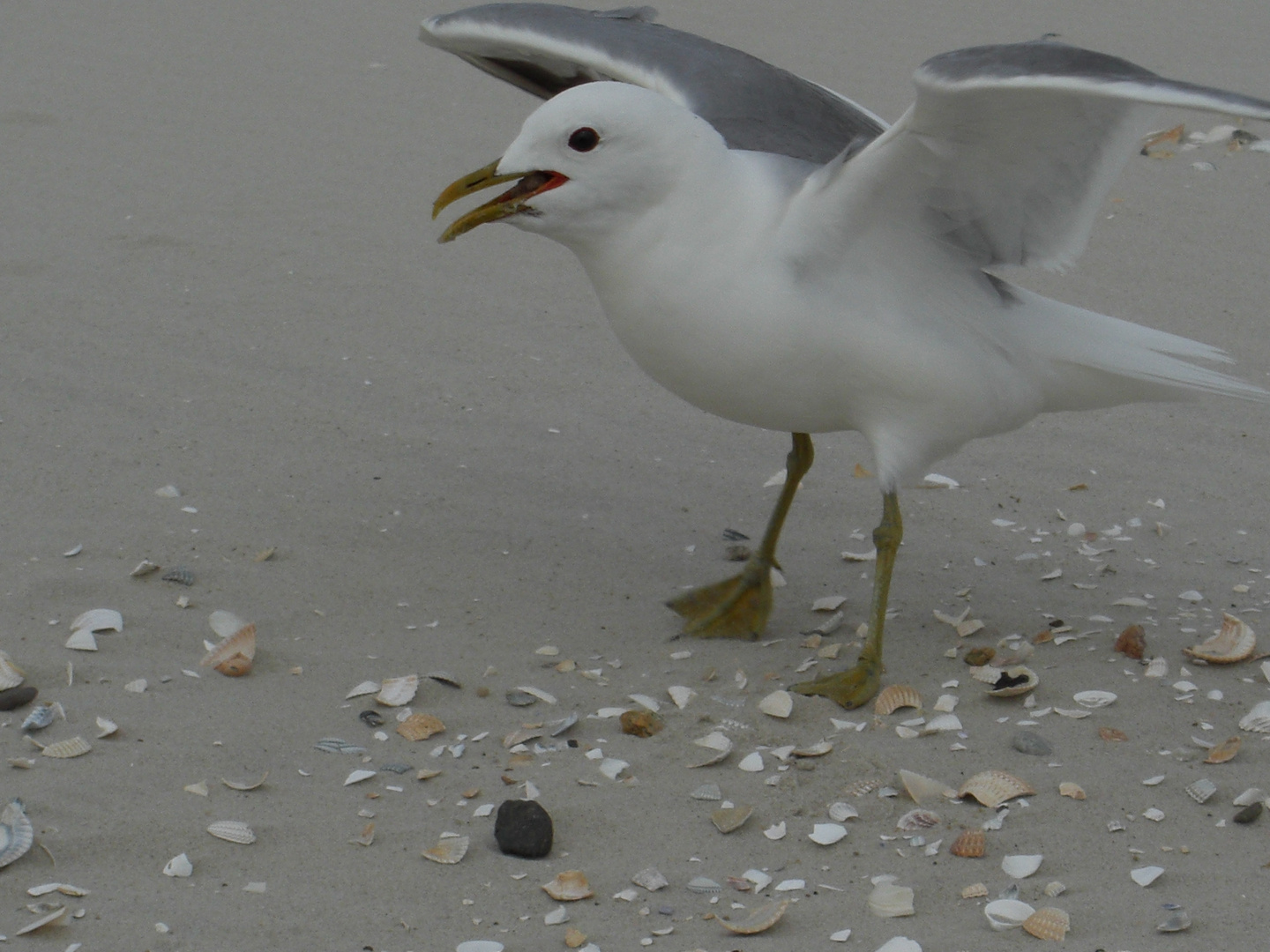 Landung - Möwe am Strand