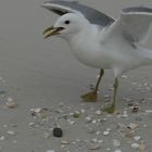 Landung - Möwe am Strand