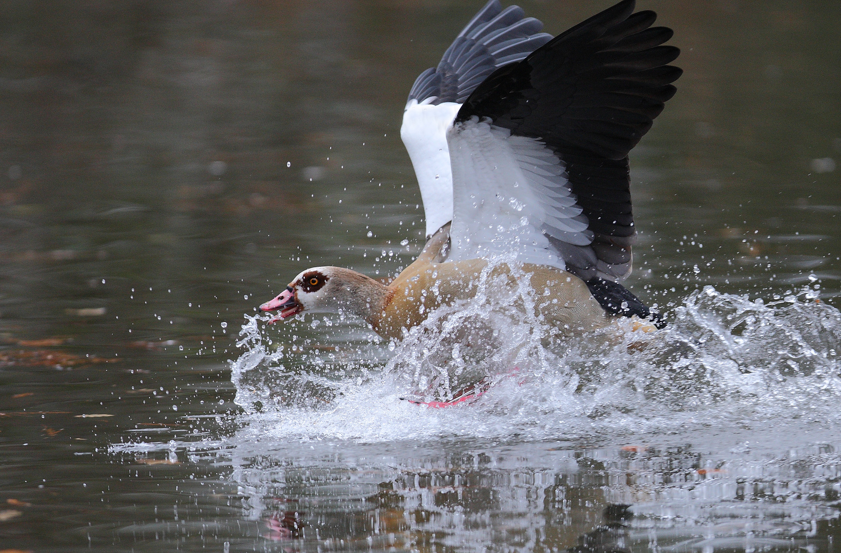 Landung Nilgans