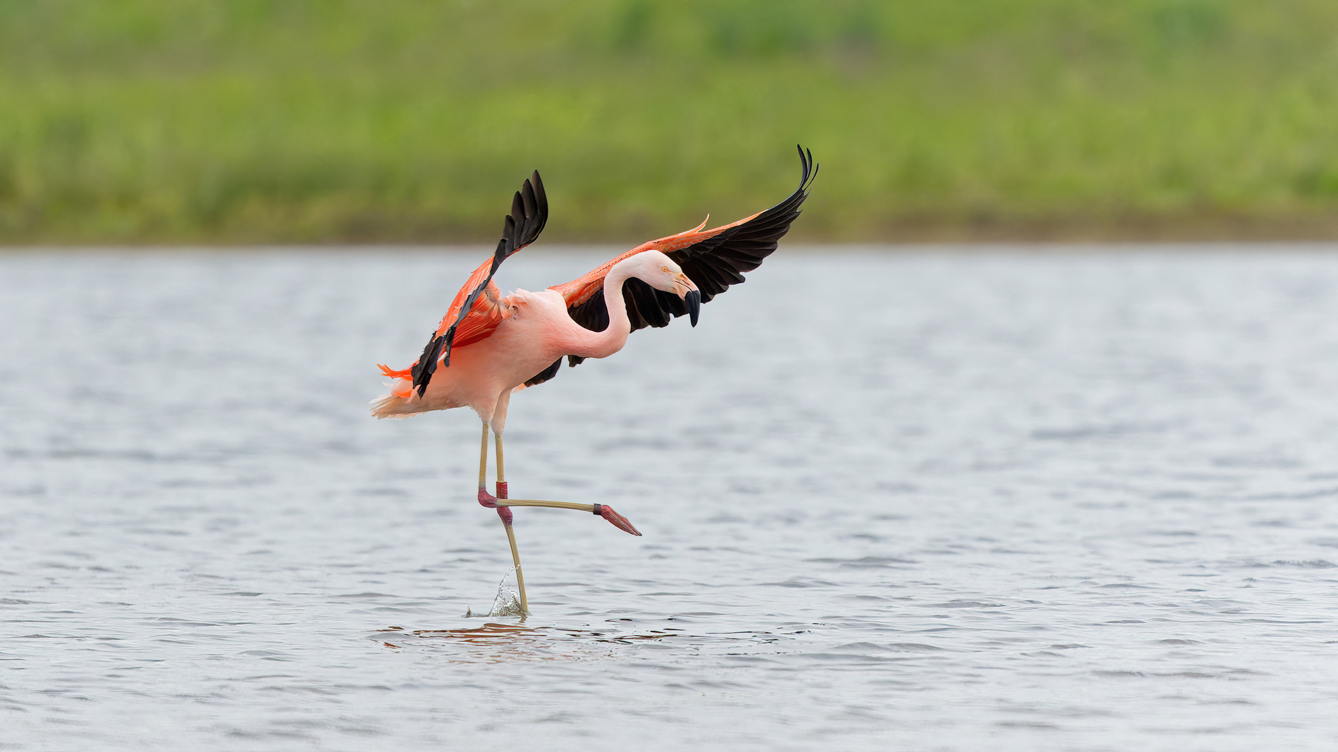 Landung vom Flamingo 2