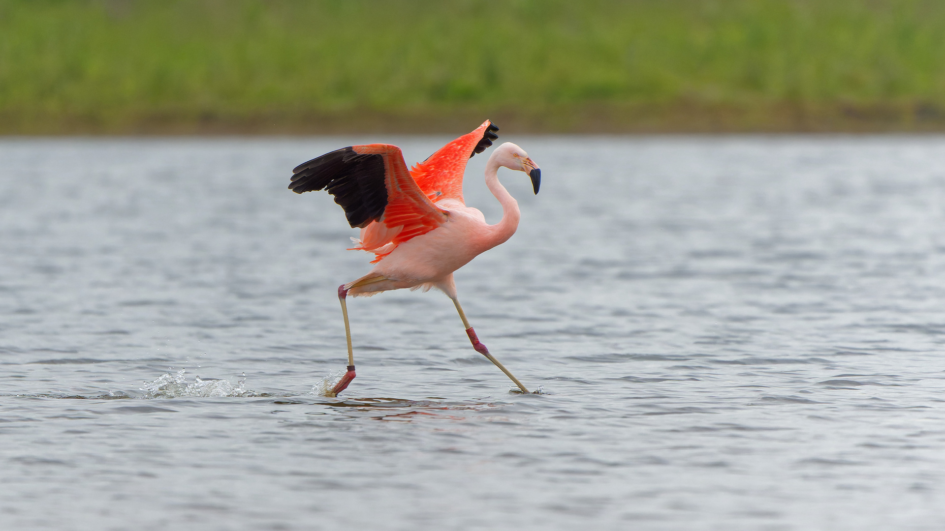 Landung vom Flamingo 3