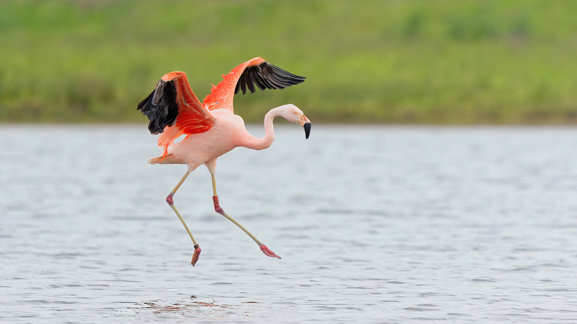 Landung vom Flamingo