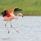 Landung vom Flamingo