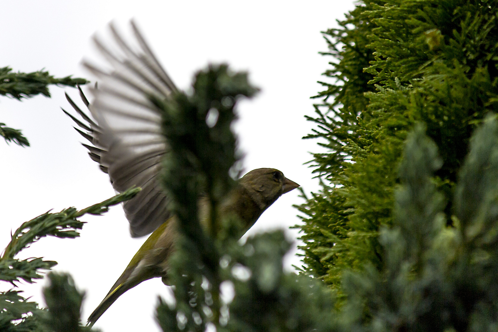 Landung vor dem Nest