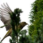 Landung vor dem Nest