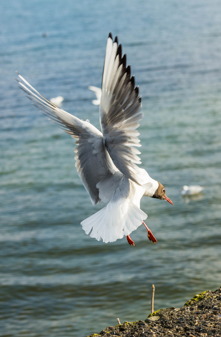 Landung wie ein Engel