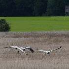 Landung zum futtern