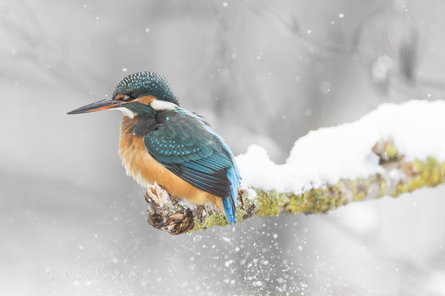 Landungsbedingter Neu - Schnee