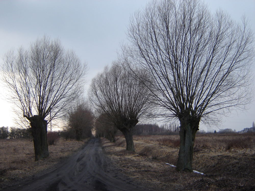 Landweg im Maerz