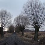 Landweg im Maerz