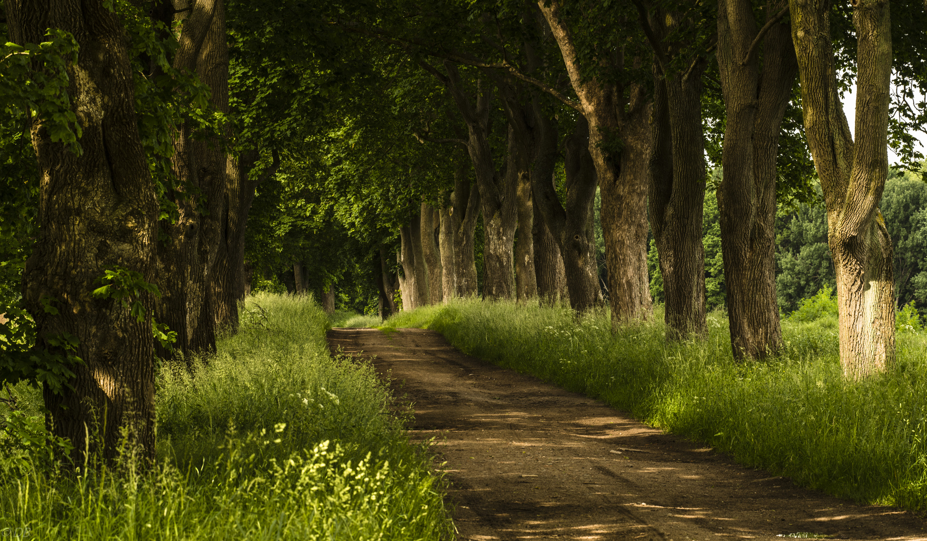 " Landweg- typisch Mecklenburg "