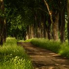 " Landweg- typisch Mecklenburg "