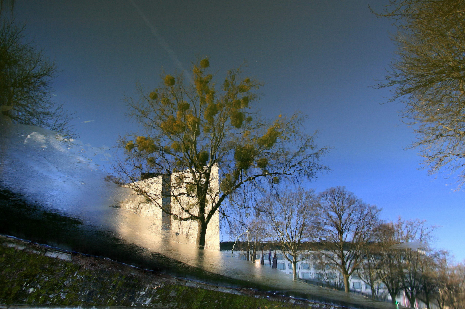 landwehrkanal mit baum