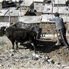 Landwirt bei der Arbeit