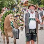 Landwirt mit Kranzkuh bei der Viehscheid in Wertach.