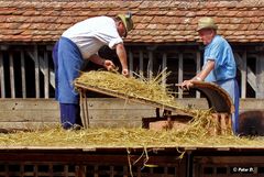 Landwirte beim Dreschen