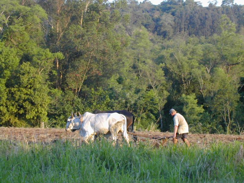 Landwirtschaft