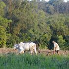 Landwirtschaft