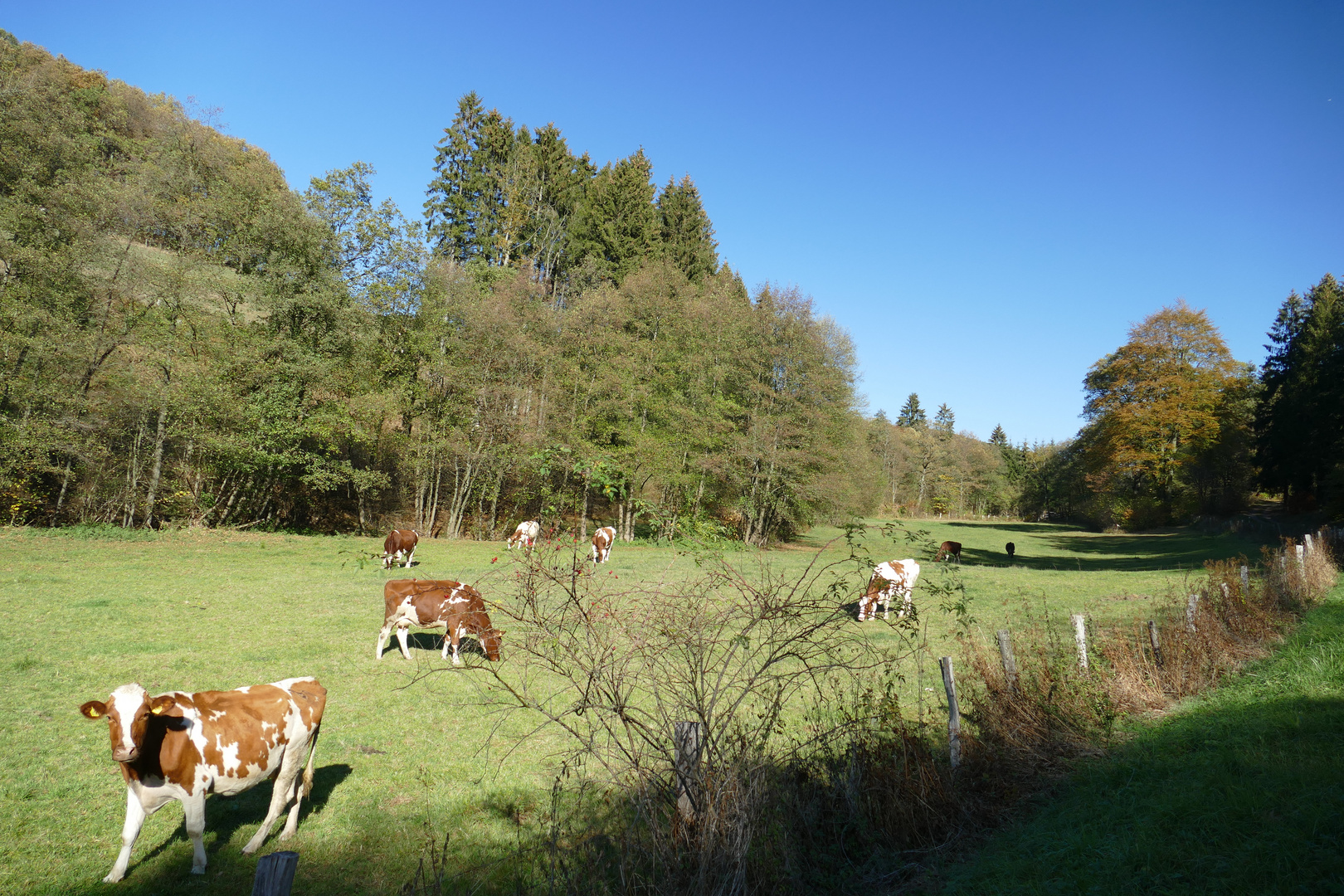 °°°° Landwirtschaft °°°°