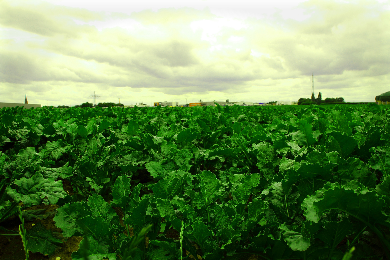 Landwirtschaft