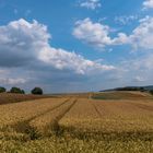 Landwirtschaft