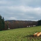 Landwirtschaft