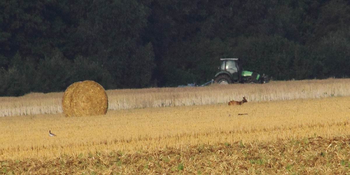 Landwirtschaft