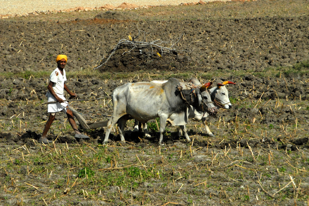 Landwirtschaft