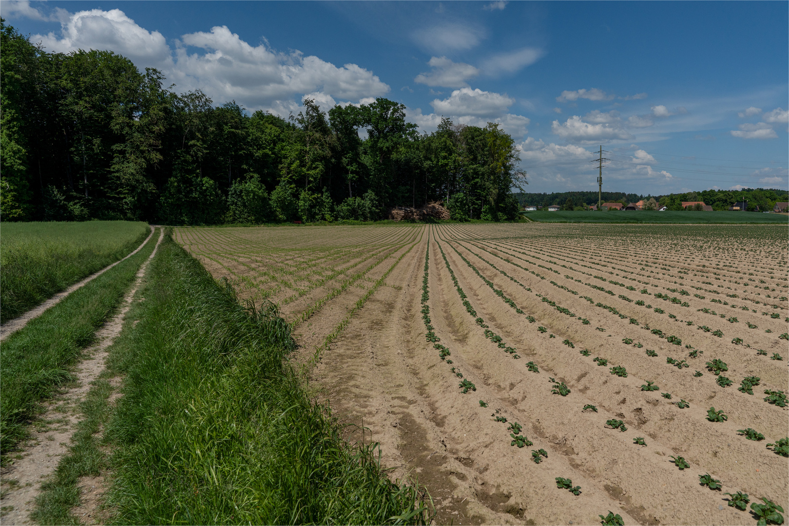 Landwirtschaft