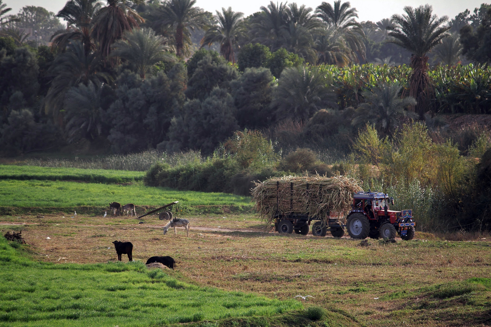 Landwirtschaft