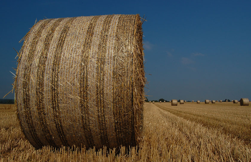 Landwirtschaft