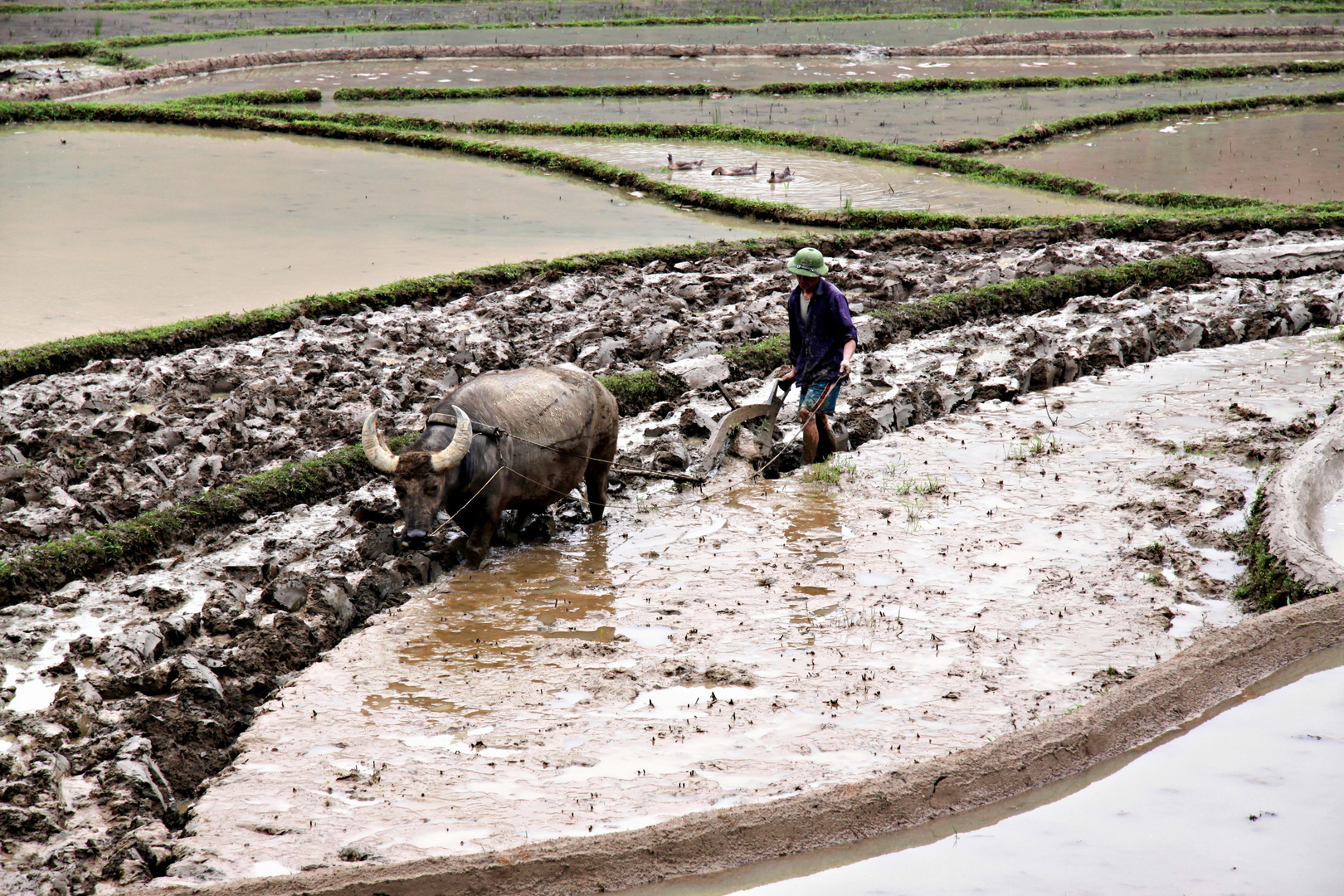 Landwirtschaft